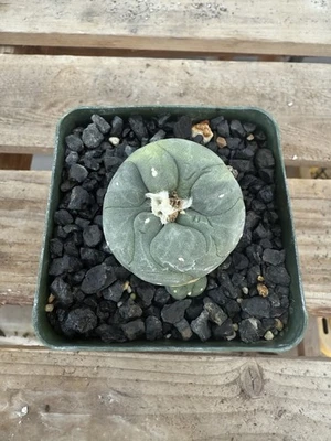 Astrophytum Aztekium Variegated Cactus Seed Grown - Image 1 of 3