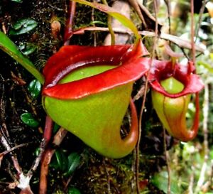 Nepenthes Jacquelineae 🍃  ⭐ RARE HIGHLANDER⭐ Fresh Seeds 🌱