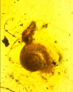 Burmesisches Fossil Burmit Kreidezeit Bernstein Schnecke Insekt Fossil Amber Myanmar - Bild 1 von 8