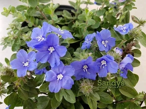 Blue Daze Evolvulus glomeratus Starter Plant, Lot of 2 - Picture 1 of 5