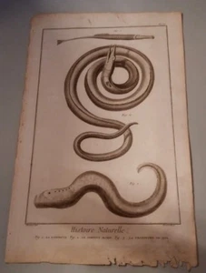 Gravure Histoire naturelle Diderot D'Alembert XVIIIème Antique Fish Engraving - Picture 1 of 5