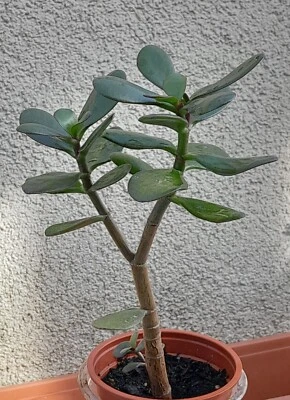 schöner ca. 25 cm großer Crassula ovata Geldbaum, Pfennigbaum, Dickblatt - Bild 1 von 3