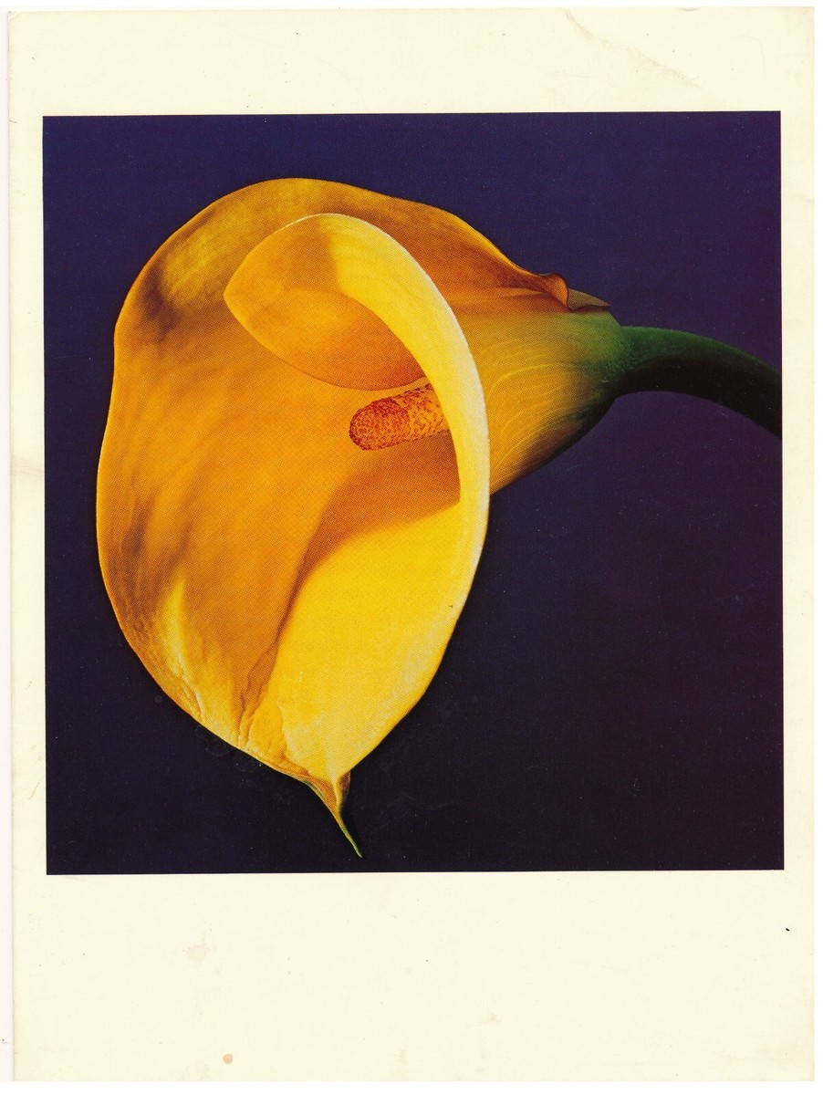 Robert Mapplethorpe Art Prints for sale | eBay Robert Mapplethorpe Art Prints for sale | eBay