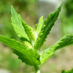 Spear Mint - 1000 Seeds - Mentha Spicata - Culinary Herb - Picture 1 of 1
