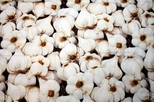 GARLIC FROM FARMERS MARKET BY RJR  - 100% COTTON FABRIC - Picture 1 of 3