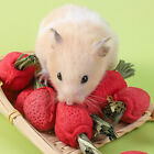 3 Stck. Hamster Zahnen Spielzeug hängendes Spielzeug für Chinchillas kleine Erdbeere
