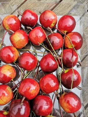 24 x Äpfel rot Attrappen Dekoration Kunstobst 2.5cm Dekofrüchte mit Draht Apfel - Bild 1 von 4