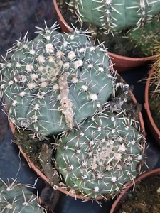 Cactus Gymnocalycium sp planta suculenta con raiz maceta Ø 8 cm - Imagen 1 de 3