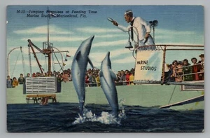 Postal de lino sin publicar Jumping Dolphins Marine Studios Marineland Florida - Imagen 1 de 2