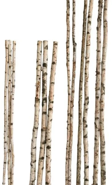 Birkenstamm 180 cm - ø 4-6 cm Birkenholz Birke Deko Holz - Bild 1 von 4