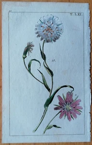 Wilhelm Originaldruck Koloriert Botanik Tragopogon - 1800 - Picture 1 of 1