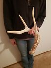 Wild Whitetail Deer Antler Shed Horn Rack Decor Craft 4 Point IA 