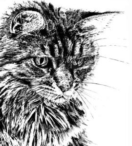 Little Weaver Arts Maine Coon Fluffy Cat Mounted Print - Picture 1 of 8
