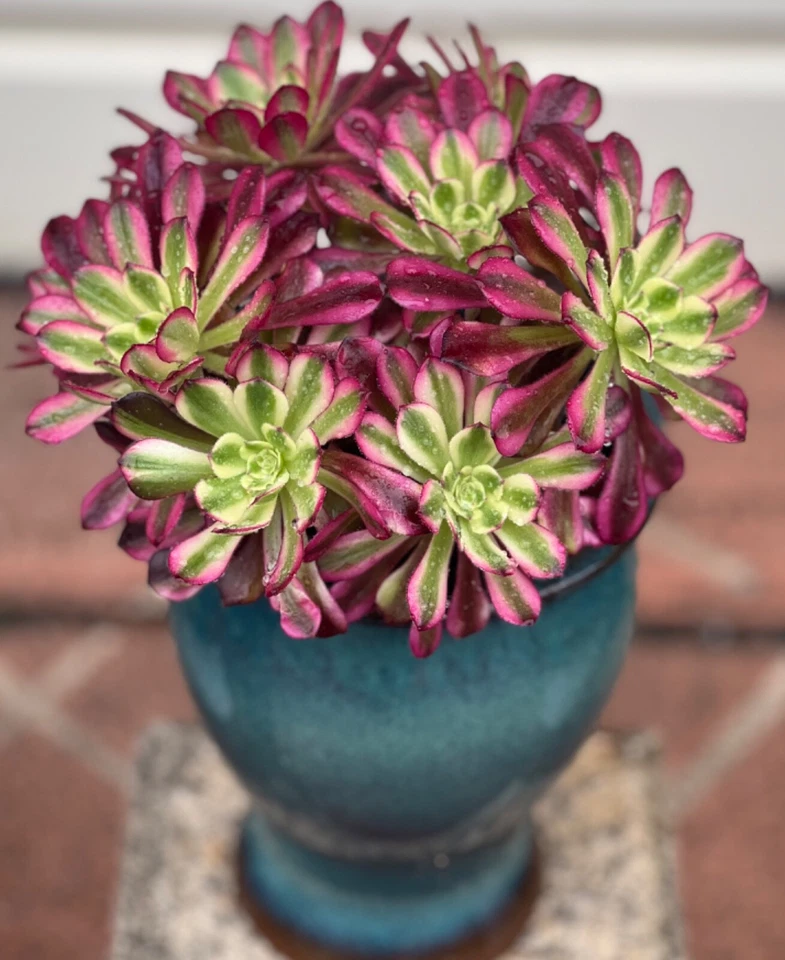 AEONIUM VARIEGATED "DANCING BEAUTY"- ROOTED SUCCULENT PLANTS 8-21 - Image 1 of 2