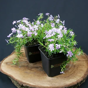 Teppichphlox Flammenblume Phlox sub.Emerald Cushion Blue Bodendecker blaue Blüte - Bild 1 von 28