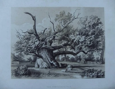 "The Cowthorpe Oak" Wetherby, Yorkshire, antike Lithographie alter Druck - Bild 1 von 2