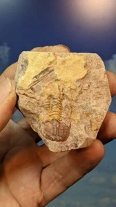 Trilobite; Ductina Vietnamica VERY RARE! Devonian China. As Shown. Boxed. - Picture 1 of 5