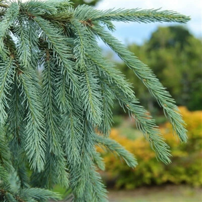 Picea pungens 'Blue Fingers' - Image 1 of 2