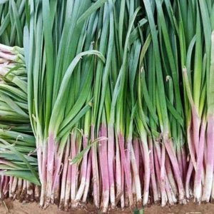 Live Purple Garlic Chives Plant 10+ 3yo Well Rooted Hardy Perennial Herb 紫根韭菜根 - Picture 1 of 7