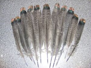 Oscillated Turkey - Tail Feathers 