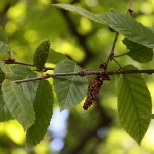 3 Seeds Betula Alleghaniensis, Yellow Birch - Picture 1 of 2