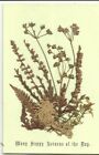 Dried Heather Mounted Onto Card "Many Happy Returns Of The Day" C1910  Postcard