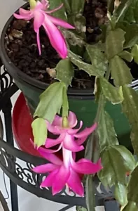 🪴💗Perfect PINK Schlumbergera Succulent Cactus Starter Plant CUTTING - Picture 1 of 5