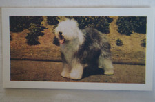 Dogs Series Vintage 1961 Hornimans Tea Photo Collector Card English Sheep Dog