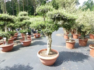 Olivenbaum Pon Pon 180 cm | 7 Pon Pon Bonsai Formgehölz, winterhart - Bild 1 von 4