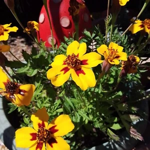Marigold (French) Tagetes Patula "Naughty Marietta" fresh seeds x 30, Sow Feb - Picture 1 of 2