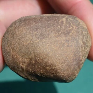Bivalve Fossil Preserved in three Dimensions from Bolivia Palaeoneilo pondeana - Picture 1 of 9