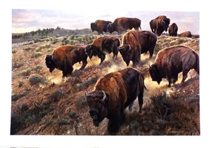 A TRICKY DECENT, BY MATHEW HILLIER , BUFFALO, SIGNED & NUMBERED - Picture 1 of 2