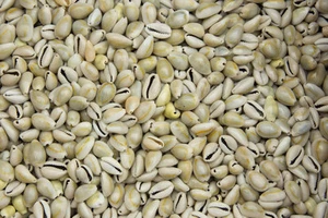 Lote 50 Cuentas Cowrie Completo Tamaño Ajuste = 10-14 MM #8895 - Picture 1 of 1