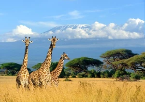 Photo Wall Mural-GIRAFFE-(403)-NON WOVEN-Wallpaper-Savanna Wildlife Mammal XXL - Picture 1 of 1