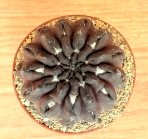Occult neoporteria, pot 6.5 cm (Cod. V54) - Picture 1 of 4