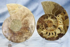 Cut Split PAIR Ammonite Deep Crystal Cavity 110myo Fossil 211mm XXXL 8.2" 4336xv - Picture 1 of 14