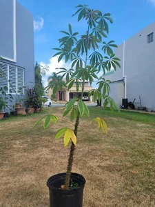 Ceiba Pentandra Kapok Floss silk adult trees - Picture 1 of 5