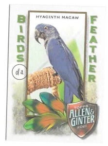 2021 Allen & Ginter  HYACINTH MACAW - BIRDS of a FEATHER - #BOF-6 - Picture 1 of 1