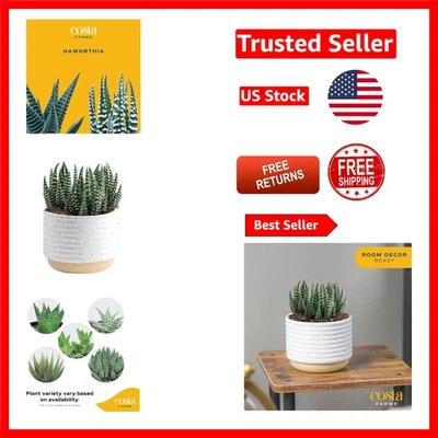 Charming Live Haworthia Succulent Plant – Low Maintenance Indoor Garden Gift - Image 1 of 4