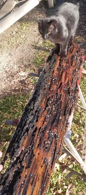 50"X7"X10" Mantel Underwater Recovered Old Growth Pecky REAL Sinker Cypress Wood - Image 1 of 4