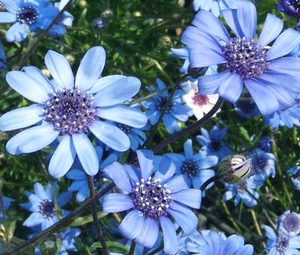THE BLUES BLUE DAISY Felicia Heterophylla - 250 Bulk Seeds - Picture 1 of 1