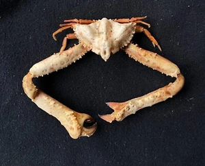 CRABS/Deep sea crab species preserved dried crabs - Picture 1 of 2