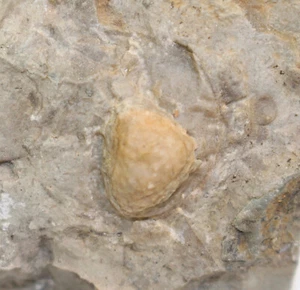 Eocrinoide, Bolboporites sp., Ordovizium, Llanvirn, Kinnekulle, Schweden -eb813 - Picture 1 of 4