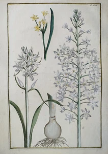 Beautiful Flowers Plate 29 - Large Print David Rabel Theatrum Florae - 1771 - Picture 1 of 2