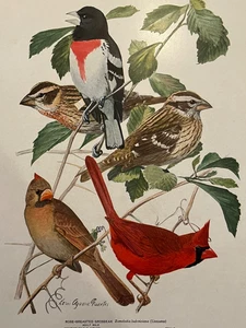 Birds of NY Rose-Breasted Grossbeak Cardinal Plate Print Louis Agassiz Fuertes - Picture 1 of 2