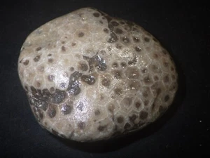 Unpolished Petoskey Stone 14.7 oz - Photo 1/3