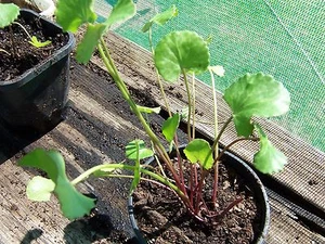 ARTHRITIS HERB Gotu Kola Centella asiatica (Pennywort) Organic - Picture 1 of 2