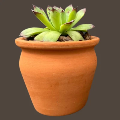 Blumentopf Terrakottatopf Terracotta Topf Übertopf Orchidee Kaktus - Bild 1 von 4