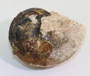 Nautilus, Cosmonautilus jonkeri, Trias, Nor, Noe Bihati, Timor -L401 - Foto 1 di 7