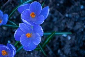 Schneekrokusse hell-blue Krokusse Krokus Blumenzwiebeln winterhart Lieferbar -- - Bild 1 von 1